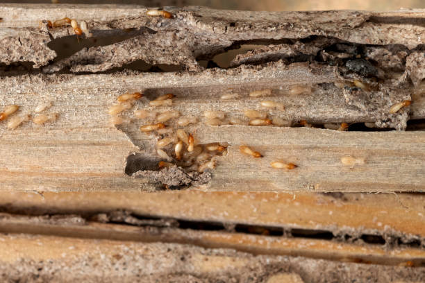 Best Wasp Removal Services  in Upper Pohatcong, NJ