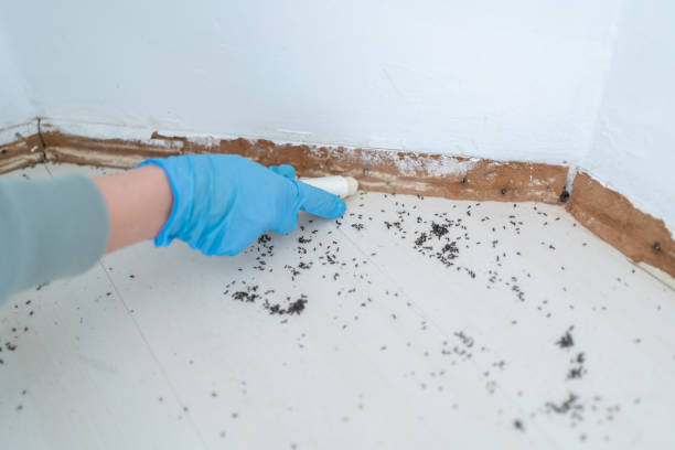 Best Affordable Pest Control Services  in Upper Pohatcong, NJ
